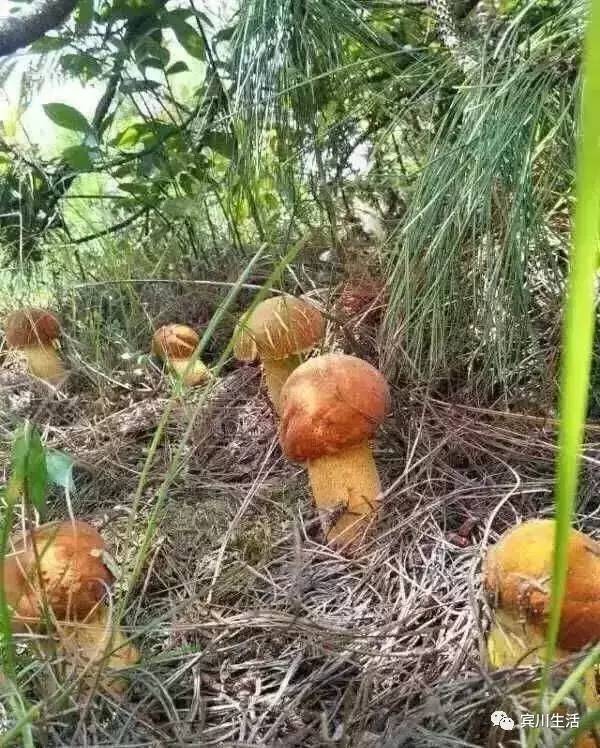 请不要对着手机流口水\^O^/宾川鸡足山正疯长的野生菌