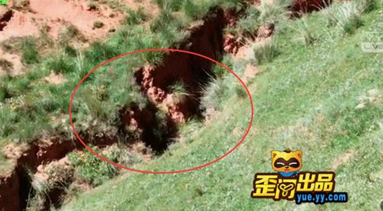 贝爷带中国明星荒野求生,贝爷荒野求生最牛逼的一次