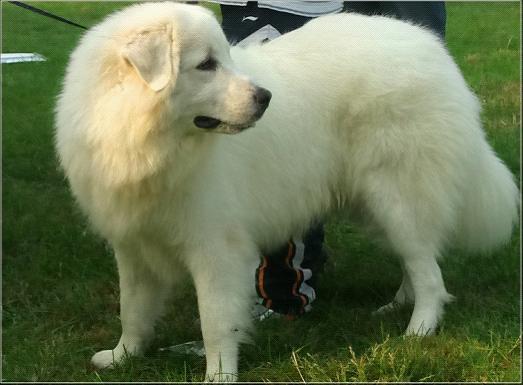 世界上最大大白熊犬多少公斤,最凶悍的巨型大白熊犬