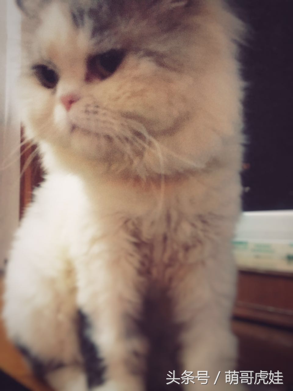 澶忓ぉ鏉ヤ簡鐚ゴ,澶忓ぉ鏉ヤ簡瑕佺粰鐚壀姣涘悧