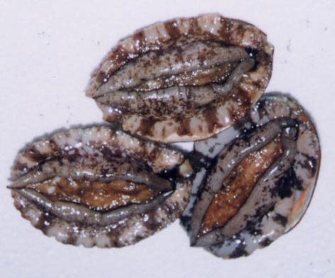 全球最好吃的五种贝类,你见过的贝类有哪些