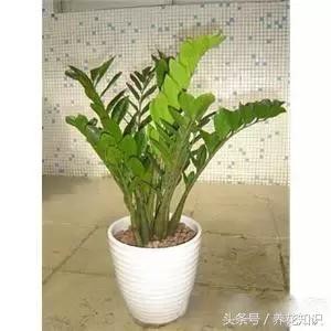 水养一年四季不黄叶的植物,水里加点什么花养得好