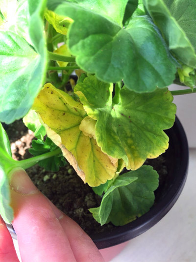 天竺葵叶子发黄怎么挽救,天竺葵叶子发黄是怎么回事