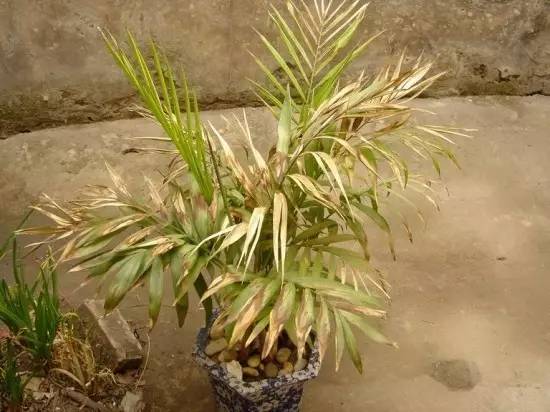 散尾葵焦尖叶黄,散尾葵根发霉叶黄怎么回事