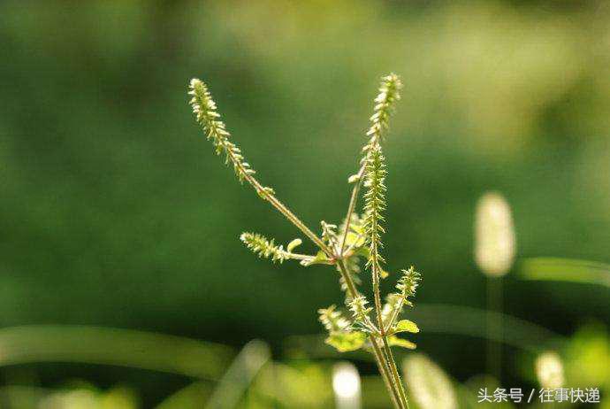 野菜虎杖的功效与作用,草药虎尾鞭功效