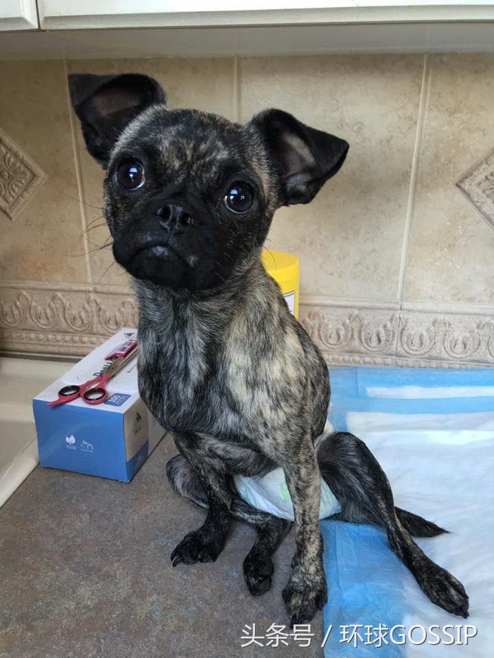 橘猫和吉娃娃谁厉害,橘猫和吉娃娃打架