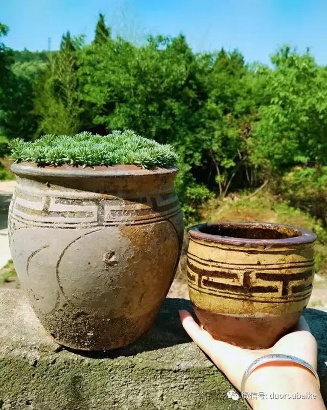 遇见多肉作品,和多肉邂逅的时光