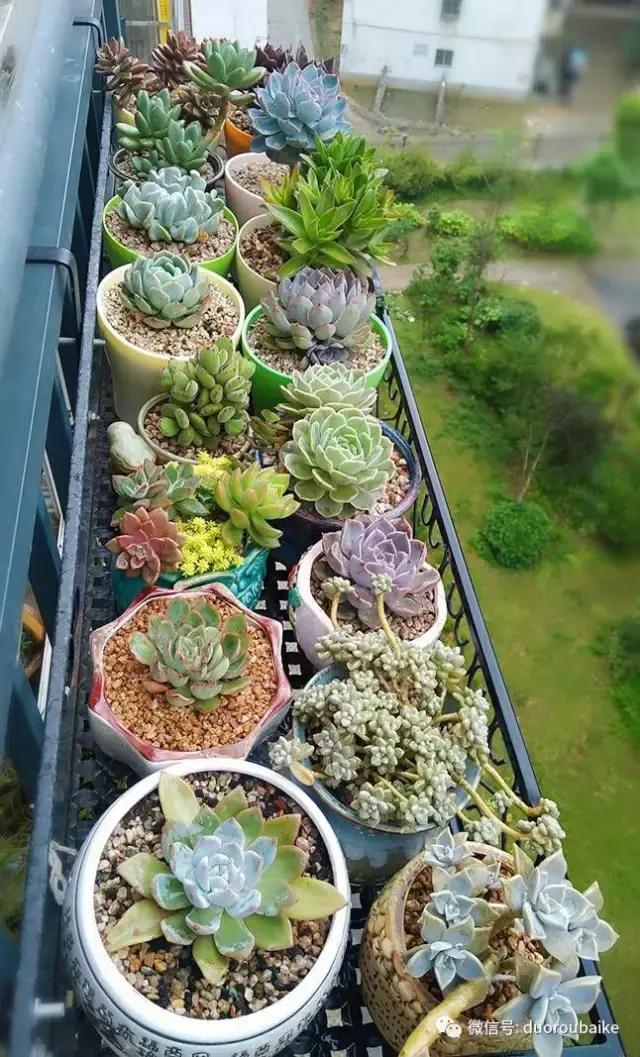 遇见多肉作品,和多肉邂逅的时光
