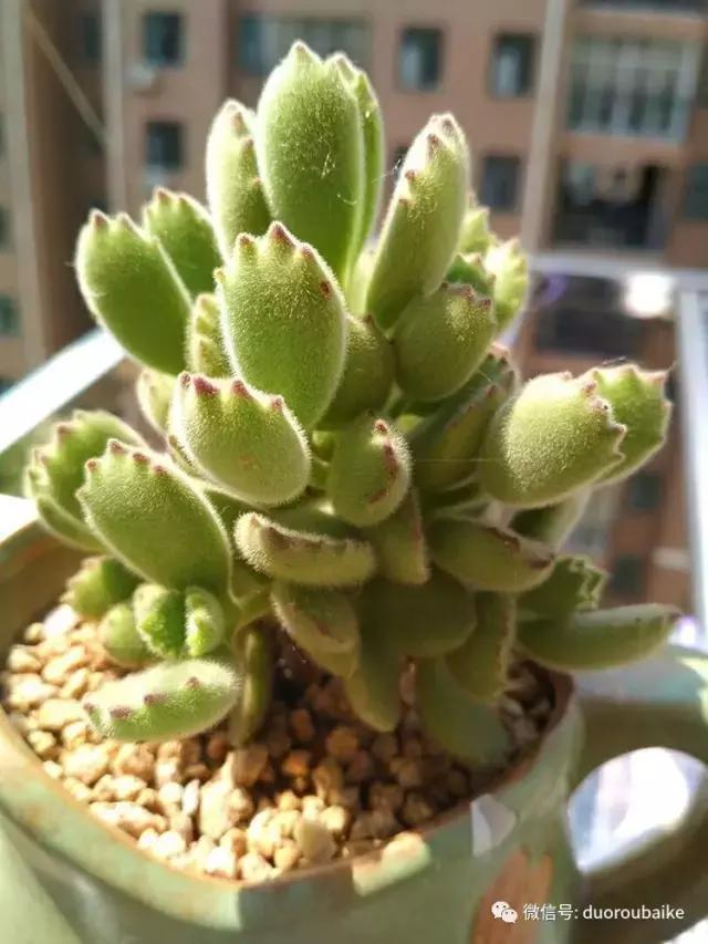 遇见多肉作品,和多肉邂逅的时光
