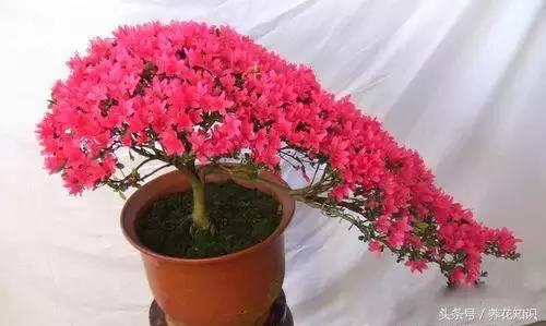 水养一年四季不黄叶的植物,水里加点什么花养得好