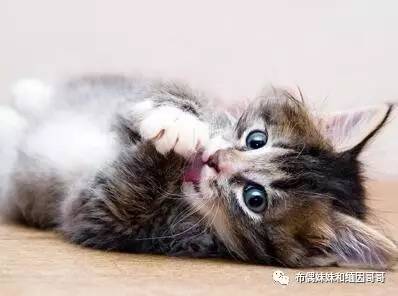 猫眼的养护方法,猫眼保养方法