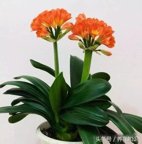 水养一年四季不黄叶的植物,水里加点什么花养得好