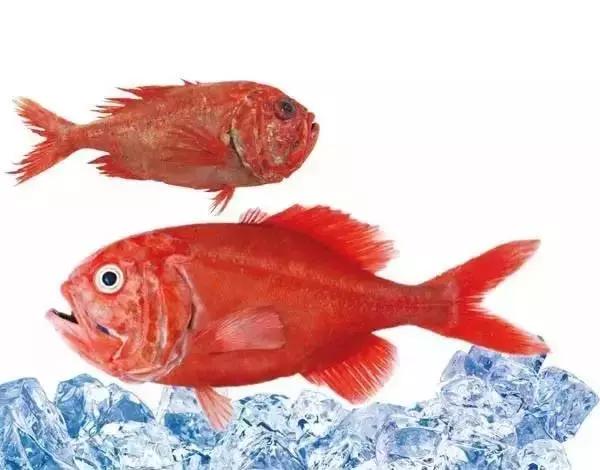 新西兰十大顶级食材,新西兰海鲜有哪些品类