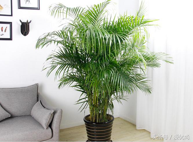 凤尾竹叶尖变黄发干怎么挽救,凤尾竹叶尖发黑变干怎么办