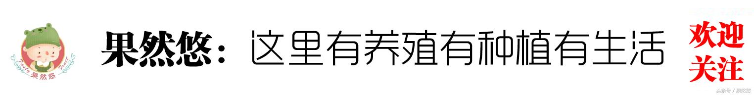 可消炎止血的草农村野草随处可见,农村地里的野草有止血功效