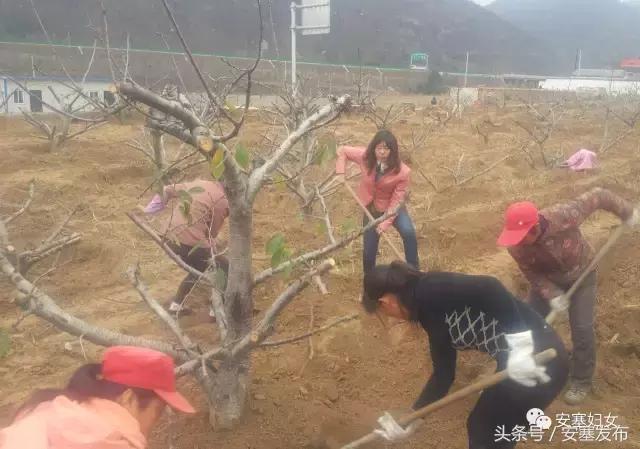 平凡岗位显风彩——记安塞区爱卫办主任倪明慧