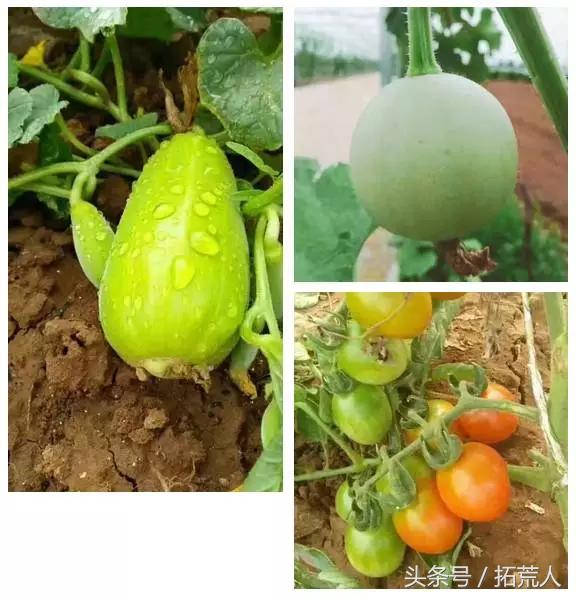 创意农场推荐,有特色创意的农场