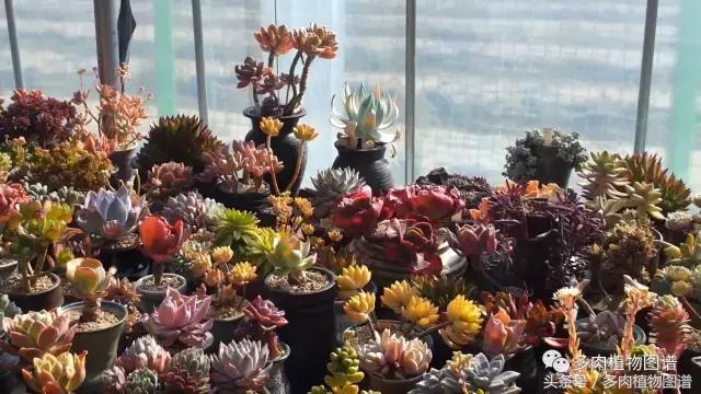 满阳台的多肉,满阳台多肉