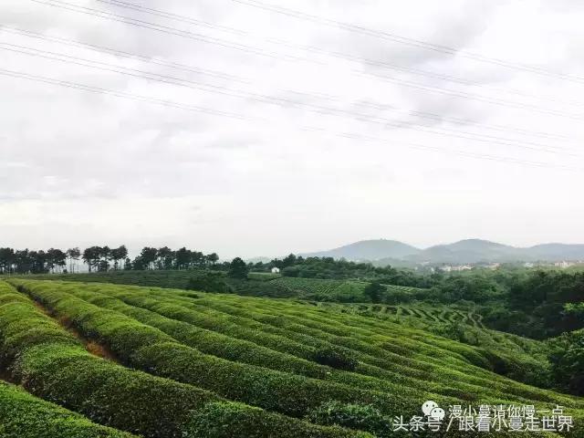 高淳去南京玩,高淳看荷花