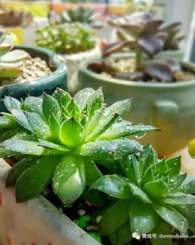 遇见多肉作品,和多肉邂逅的时光