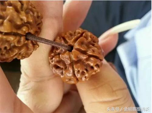小金刚菩提子开裂了怎么办,金刚菩提手串开裂正常吗