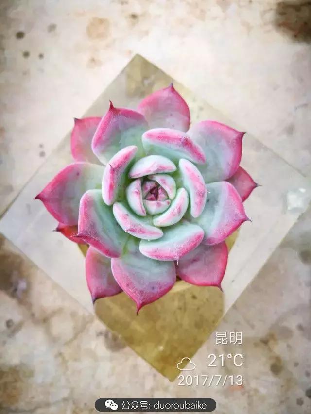 苔藓与多肉,多肉与苔藓的巧妙组合