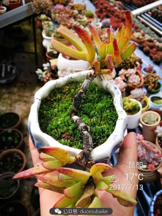 苔藓与多肉,多肉与苔藓的巧妙组合