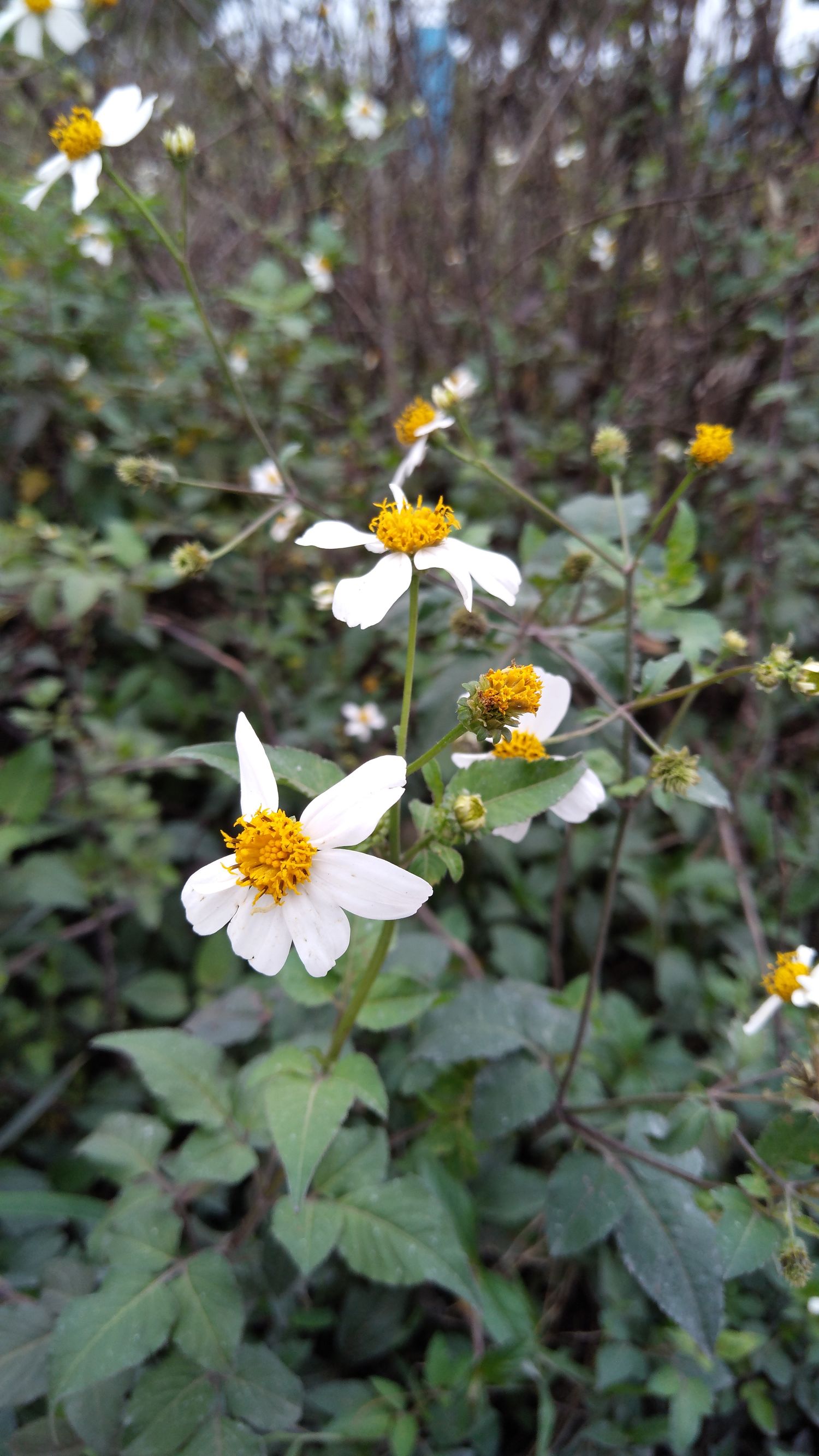 z11minis的rom,z11minis黑金版