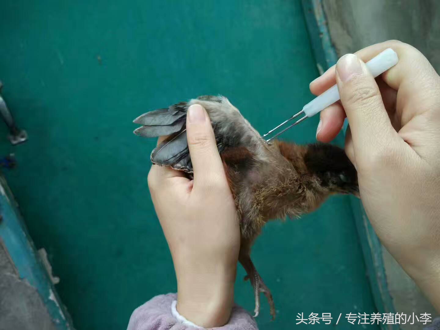 夏天养鸡如何防蚊蝇呢,养鸡场防蚊最好的方法