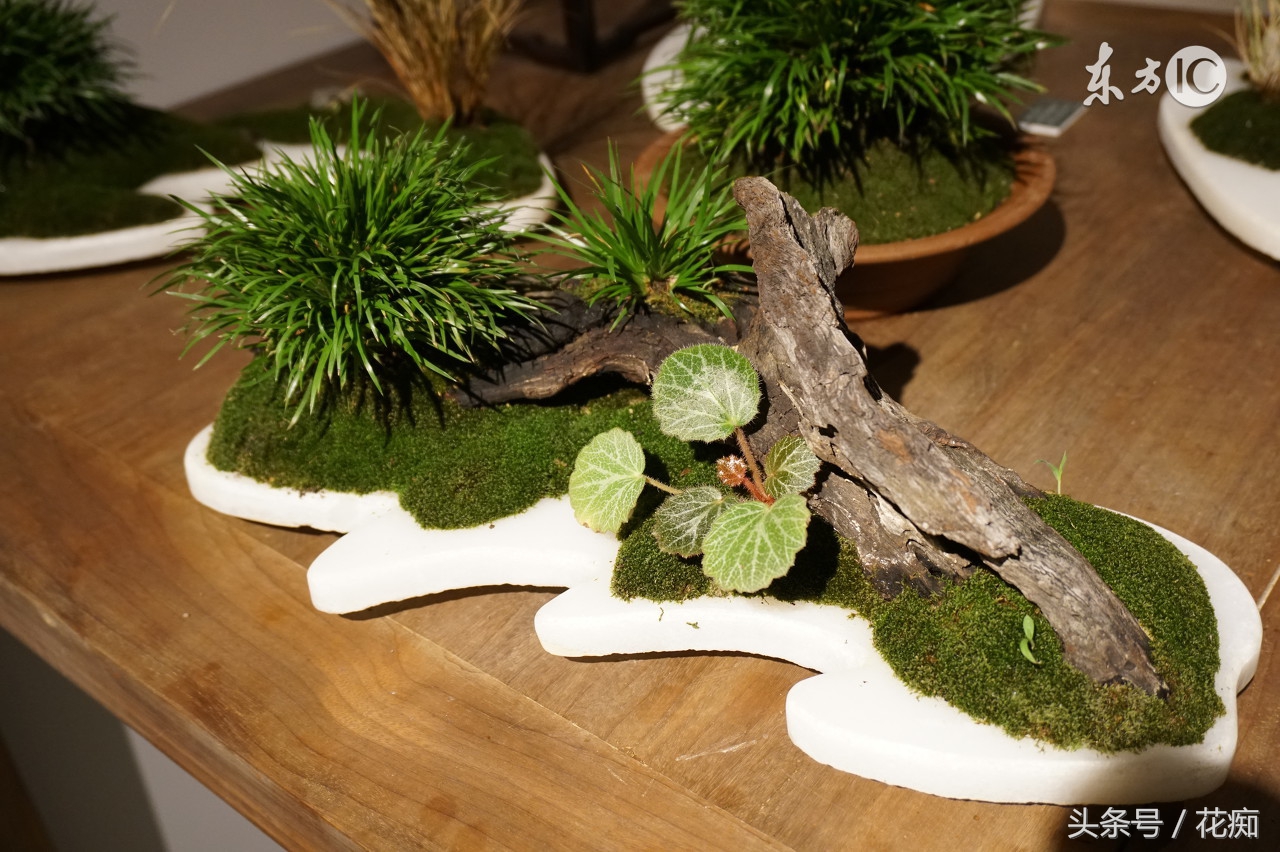 什么样的菖蒲盆景好,不一样的菖蒲盆景