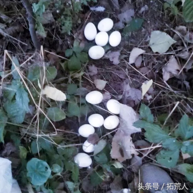 创意农场推荐,有特色创意的农场