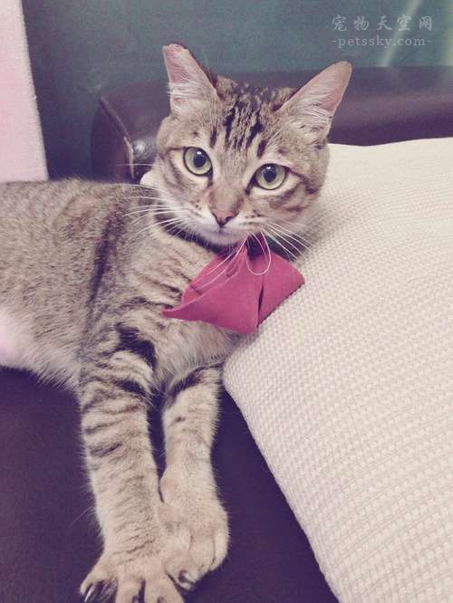 遇到猫咪踩奶,遇到一只会踩奶的猫