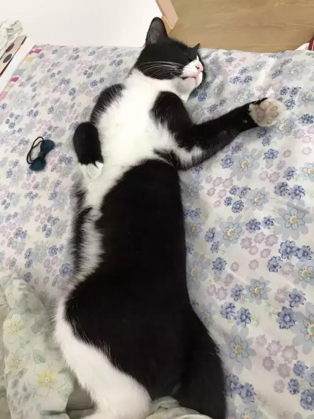 猫咪睡姿大作战,猫咪大字型睡姿图片