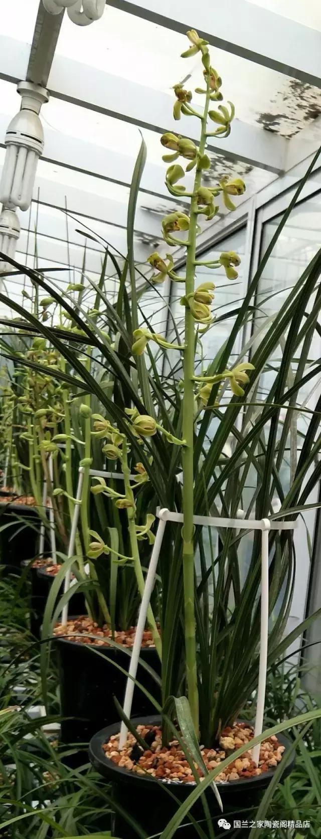 春兰和蕙兰莲瓣,蕙兰带花苞的兰花怎样上盆