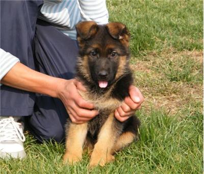 花1000多买的狗尾巴都不让摸,花1000万买一只狗