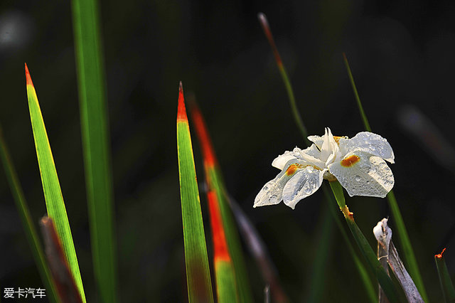 海陆皆猛虎路虎百慕大美洲帆船赛之旅