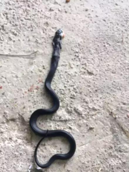 猫咪眼睑内翻解决办法,猫咪下眼睫毛内翻割眼皮后闭不上