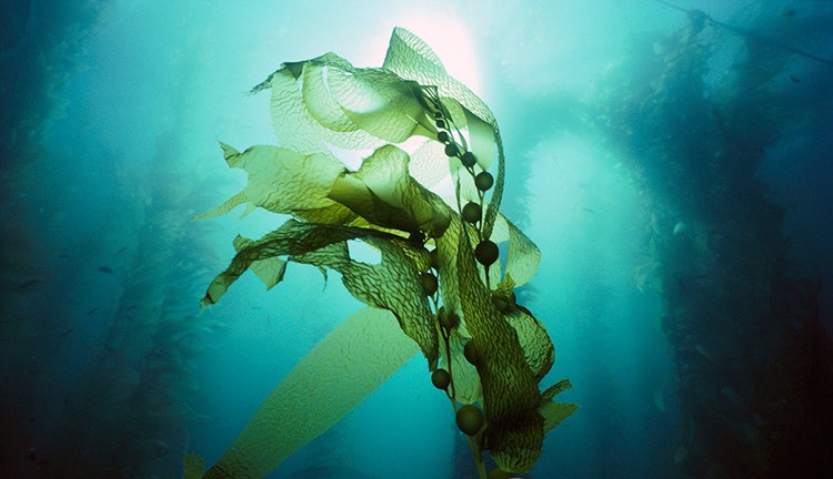 纯天然就是无公害,纯天然就真的安全吗别被骗了