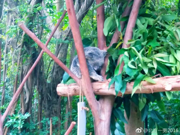 长隆野生动物世界自驾车,长隆野生动物世界免票吗