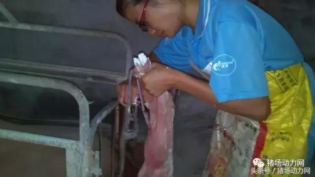 怎么给母猪接猪仔,母猪怎么接产视频教程