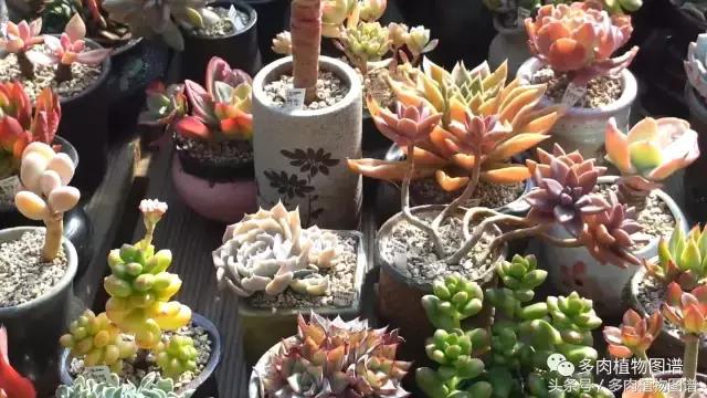 满阳台的多肉,满阳台多肉