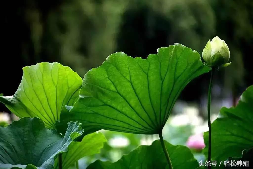 荷叶、绿豆、蔬菜养猪有这些效果！