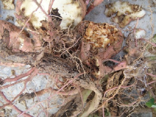 小时候奶奶跟我说这是甘薯“有风”很难吃,现在才知道这个小东西为害的