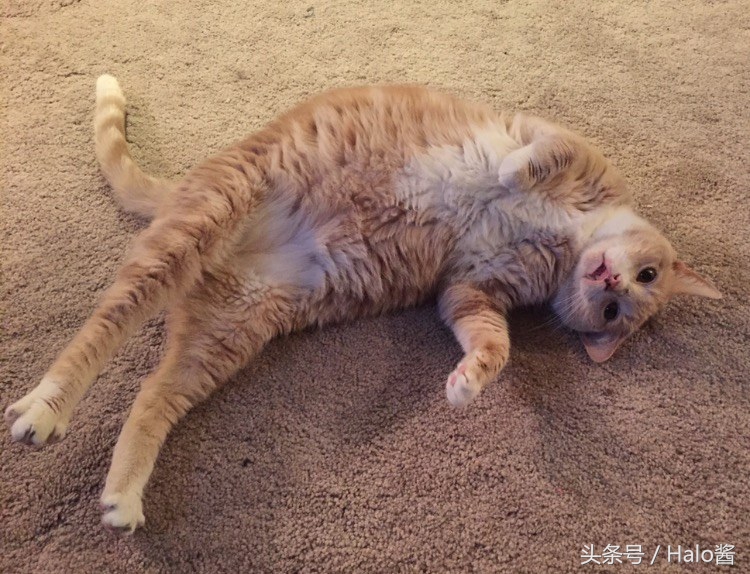 猫咪兔唇怎么办,兔唇猫咪