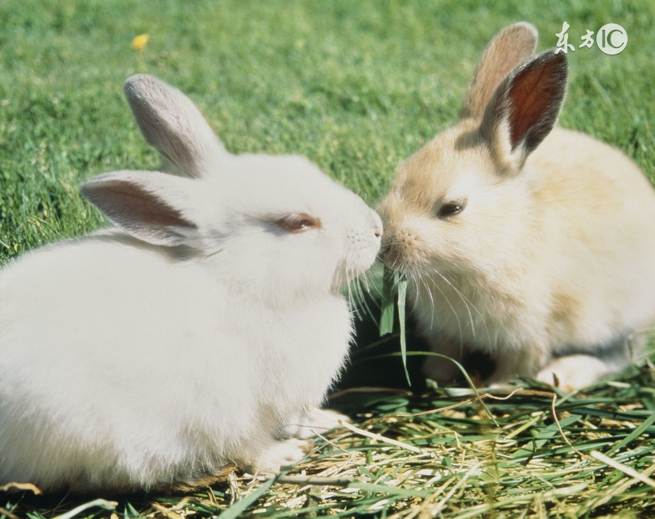几日出生的兔宝宝命最好,兔宝宝出生哪个时辰最有前途