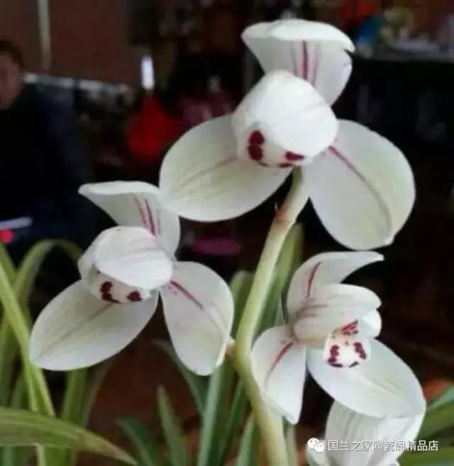 春兰和蕙兰莲瓣,蕙兰带花苞的兰花怎样上盆