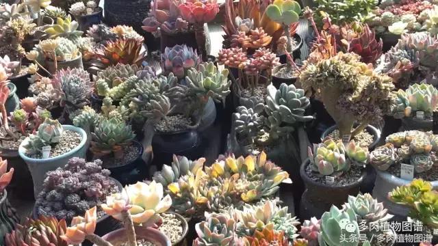 满阳台的多肉,满阳台多肉