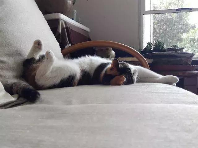 猫咪睡姿大作战,猫咪大字型睡姿图片