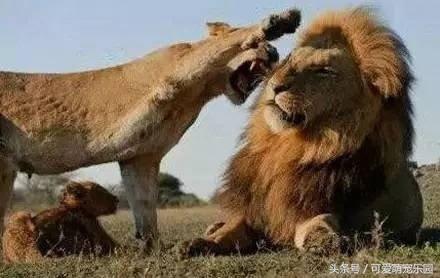 铲屎官你告诉我，女朋友很粘人该怎么办啊？