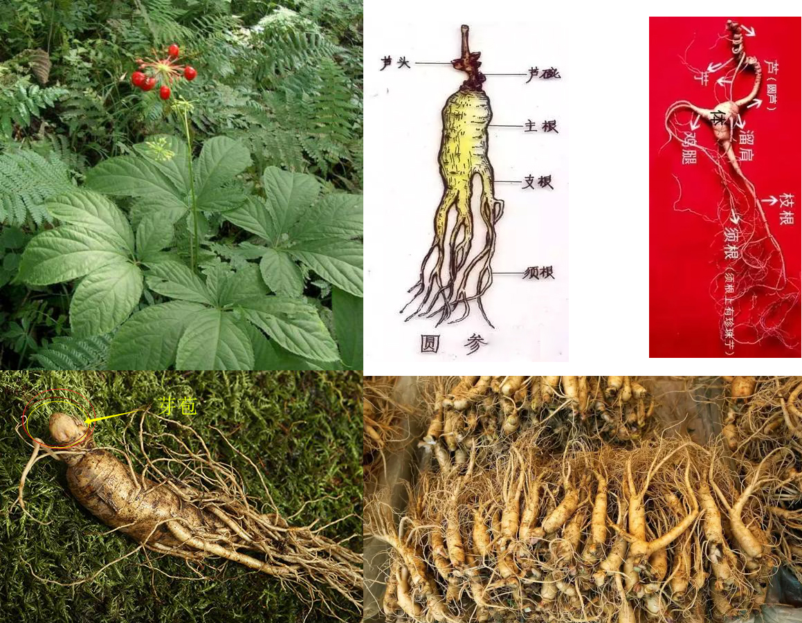 假人参骗局视频,假人参有几种